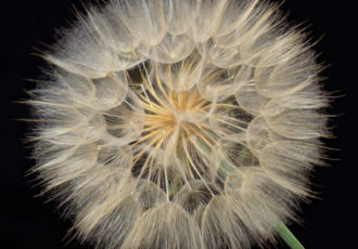 photograph of a dandelion puff by William Gillis