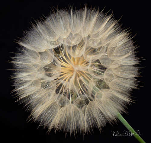 photograph of a dandelion puff by William Gillis