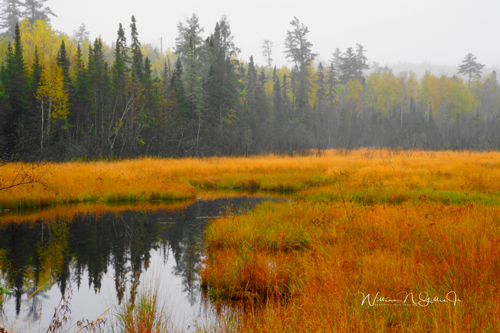 photograph of a swamp by William Gillis