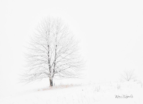 abstract photograph of a tree in winter by William Gillis