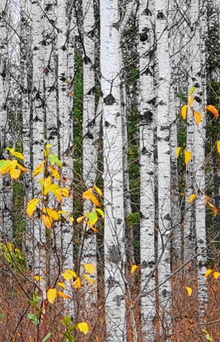 photograph of birch trees by William Gillis