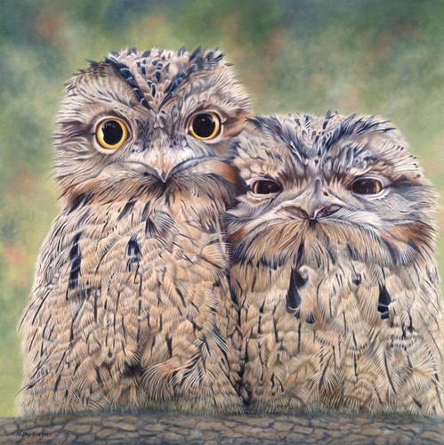 painting of Tawny Frogmouths by Nicky Shelton