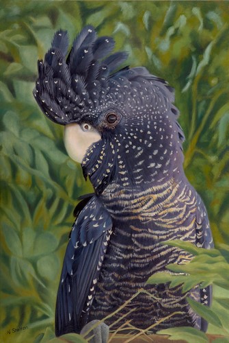 painting of a Redtailed Black Cockatoo by Nicky Shelton