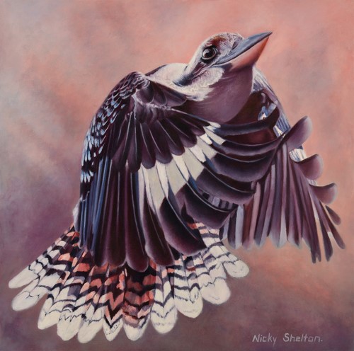 painting of an Australian Kookaburra by Nicky Shelton