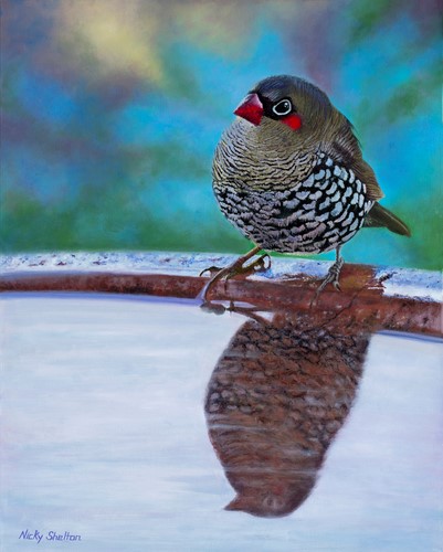 painting of a Redeared Firetail Finch by Nicky Shelton