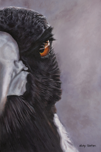 painting of an Australian Magpie by Nicky Shelton