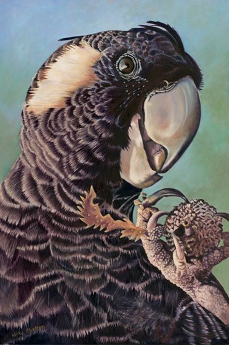 painting of a Baudins Black Cockatoo