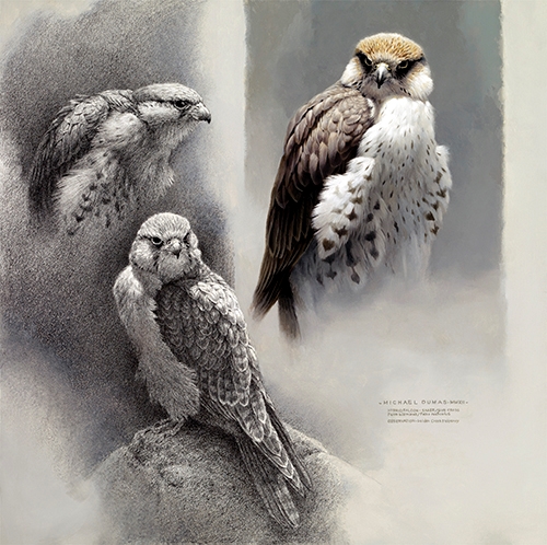 three view painting of the Hybrid Falcon by Michael Dumas