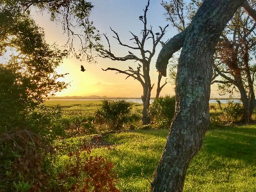 photography of trees by Kim Ramsey