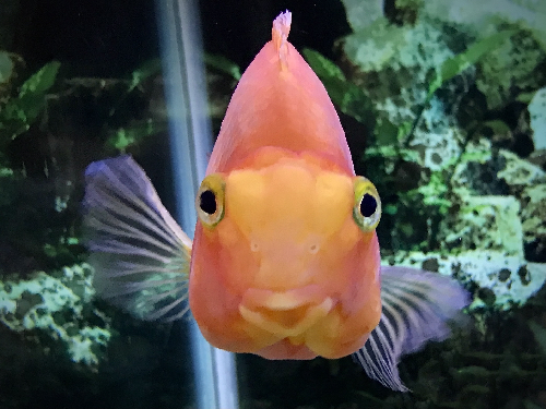photograph of a goldfish by Kim Ramsey