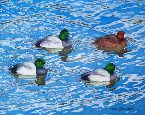 watercolor of Scaups by Erin Pyles Webb