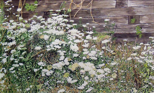 watercolor of Queen Anne's Lace by Erin Pyles Webb