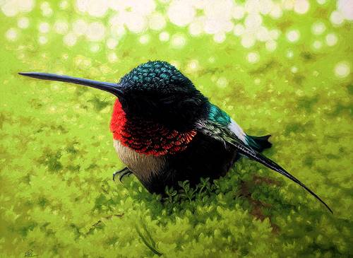 pastel portrait of a hummingbird by Veronica Carr