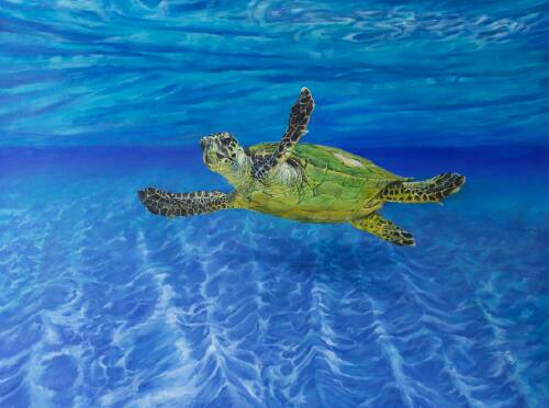 painting of a sea turtle by Carol-Ann Salley
