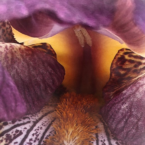 floral photography by Elijah Gunn