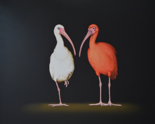 painting of a white and a scarlet Ibis by Isabelle du Toit