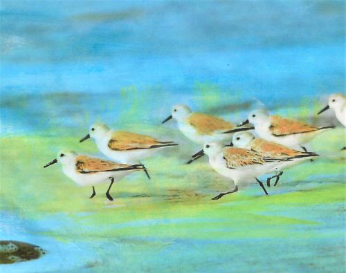 painting of sandpipers by Deborah Ann Baker