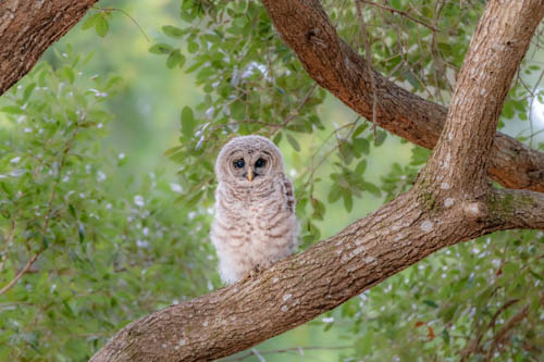 Photo of owl by Florida wildlife photographer Andrew Mease
