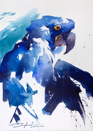 watercolor of a blue hyacinth macaw by Tom Shepherd