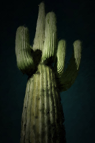 photo of a saguaro cactus by Bryan Bromstrup