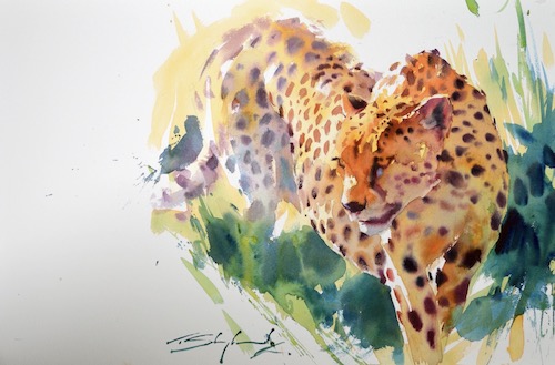 watercolor of a cheetah by Tom Shepherd