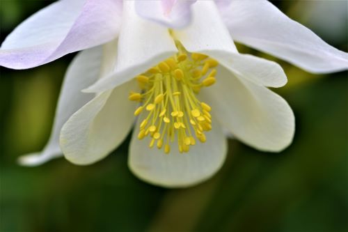 floral photography by Craig S. Higgins