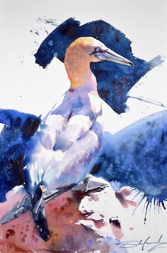 watercolor of a duck by Tom Shepherd