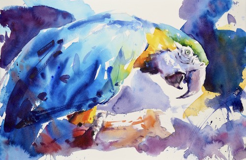 watercolor of a macaw by Tom Shepherd