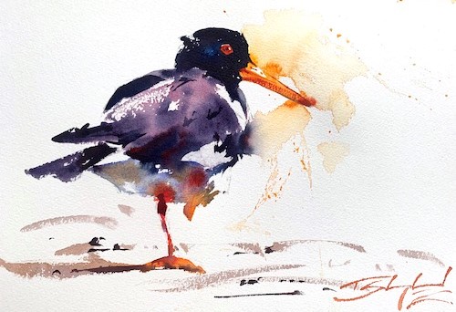 watercolor of an Oystercatcher by Tom Shepherd