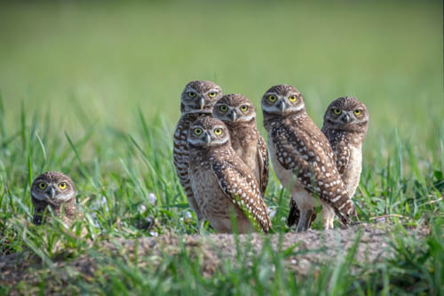 Photo of six burrowing owls in South Florida by Andrew Mease