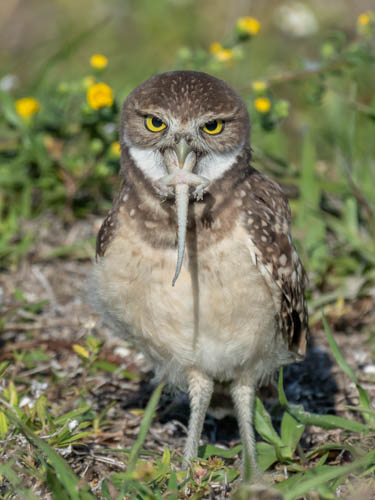 Photo of a burrowing owl eating a lizard