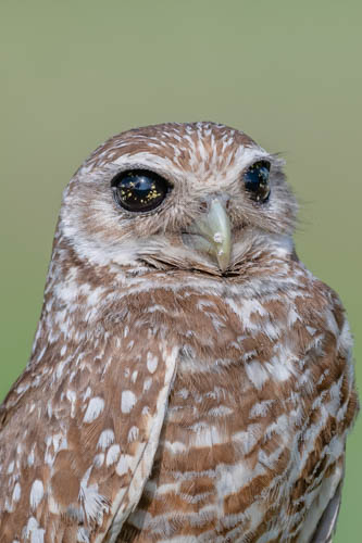 Closeup photo of a burrowing owl by Florida photographer Andrew Mease
