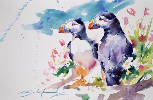 watercolor of puffins by Tom Shepherd