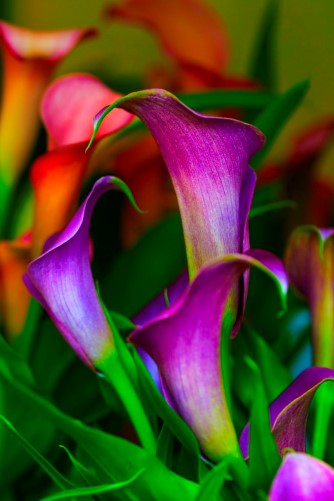 floral photography by Craig S. Higgins