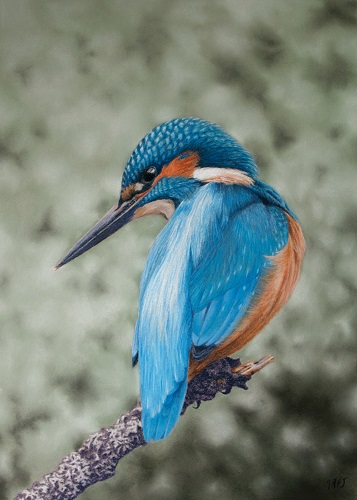 pastel painting of a Kingfisher by Ivan Jones