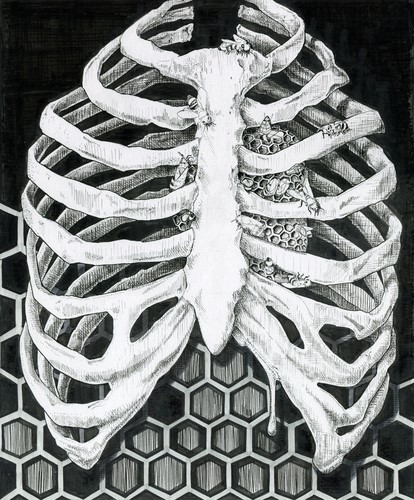pen and ink drawing of a skeletal rib cage by Julie Peterson-Shea