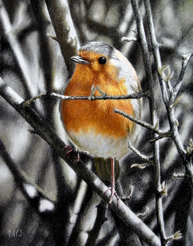 pastel painting of a robin by Ivan Jones