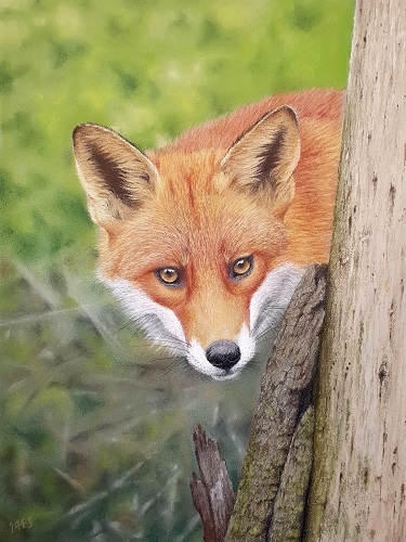 pastel painting of a red fox by Ivan Jones