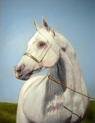 pastel painting of a grey arabian horse by Ivan Jones