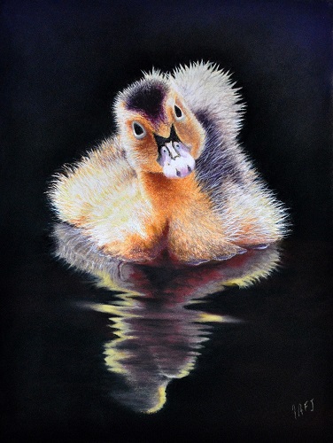 pastel painting of a duckling by Ivan Jones