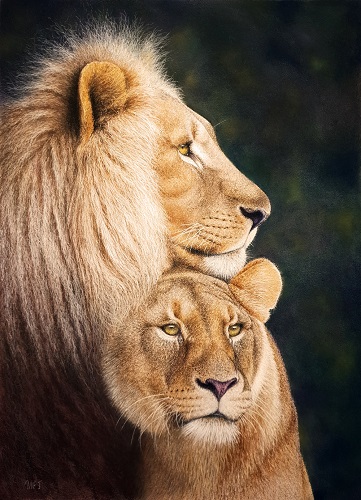 pastel painting of a lion and lioness by Ivan Jones