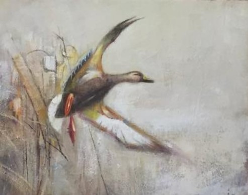 painting of an American Black Duck by John Wilson