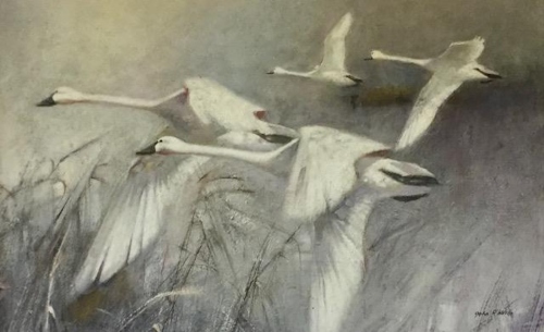 painting of swans by John Wilson