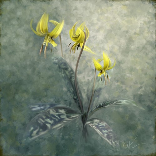 mixed media painting of the Trout Lily by Wanda Ann Kinnaman
