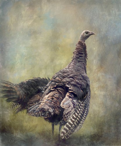mixed media painting of a turkey by Wanda Ann Kinnaman