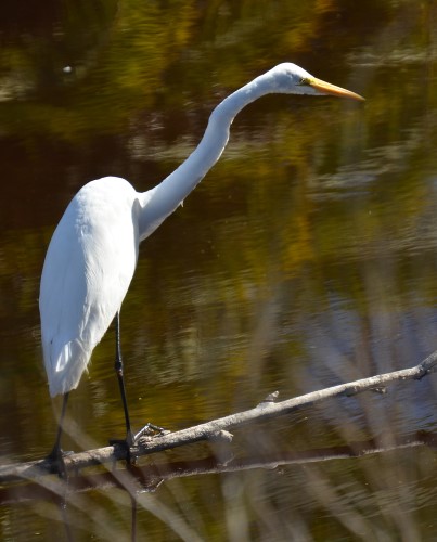 bird photography by Peter Szarmach