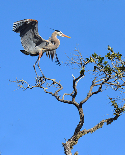 bird photography by Peter Szarmach