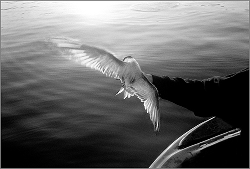 photo of an Arctic Tern by Nubar Alexanian