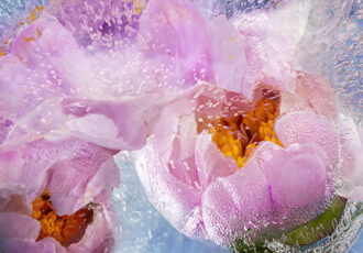 floral photography by Elizabeth Bruders