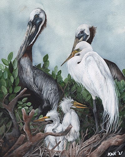 watercolor portrait of seabirds by Katherine Klimitas